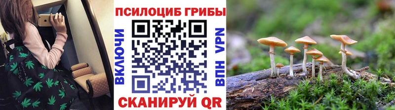 Псилоцибиновые грибы Psilocybe  omg сайт  Куртамыш 